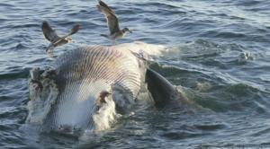 Dead Whale in the Ocean